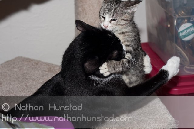 Like all siblings, ???? and ???? have their fighting moments